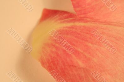 Rose Beauty