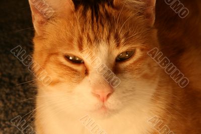 Orange Cat