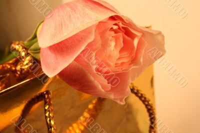 Rose Beauty
