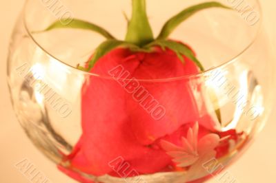 Beautiful Rose