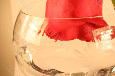Rose Beauty