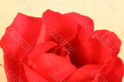 Beautiful Rose