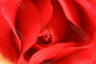 Beautiful Rose