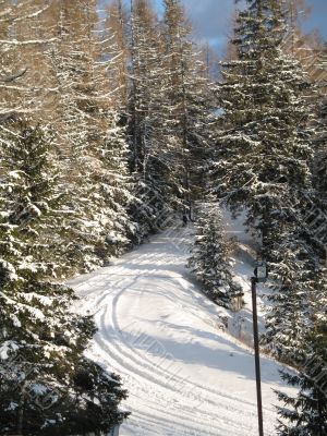 fir-trees in winter