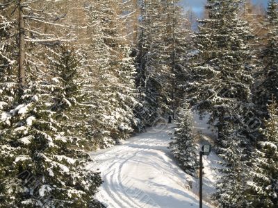 fir-trees in winter