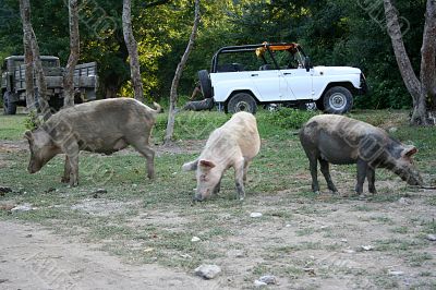 pig and car