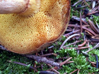 mushroom