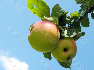 Apples