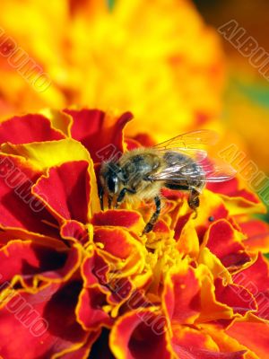 Working Bee