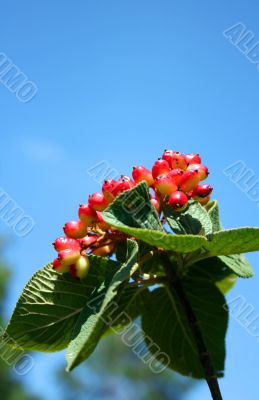 Berrys