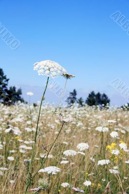 White Yarrow