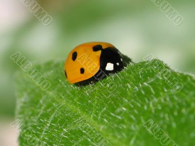 Ladybird