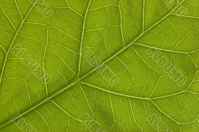 Green leaf