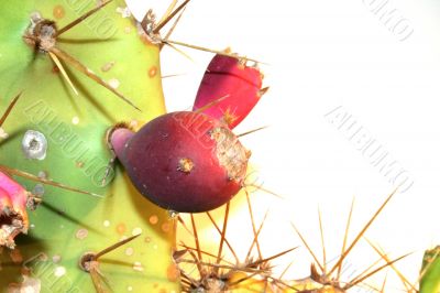 prickly pear cactus fruit
