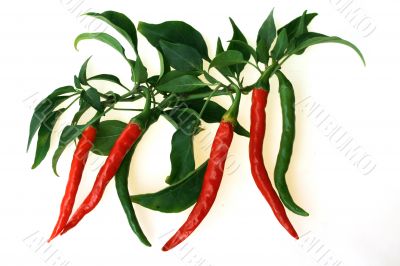 Red and green Hot Chili Peppers