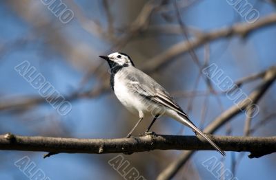 Wagtail close up