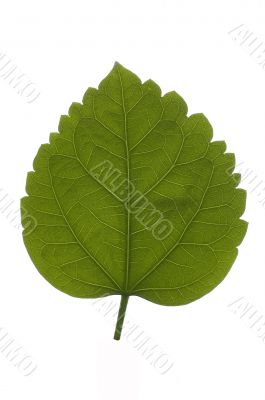 Green leaf