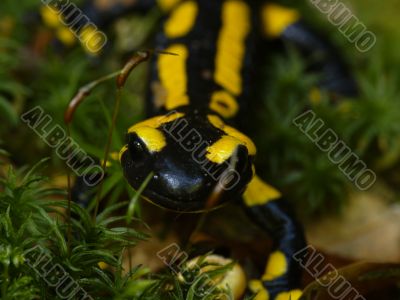 fire salamander