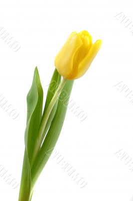 tulip