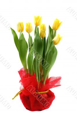 tulips