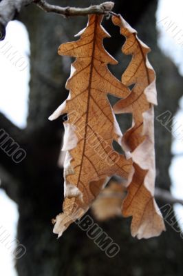 Withered Leaves