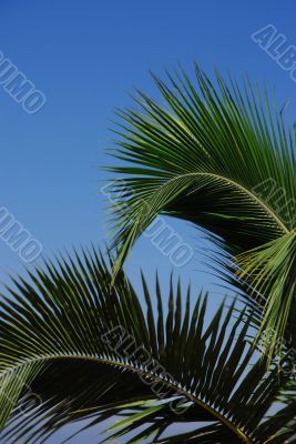 Palm tree branches