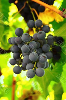 hand of grape