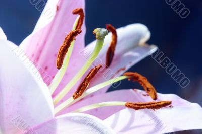 Lily