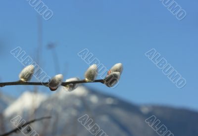 Pussy willow and mountain