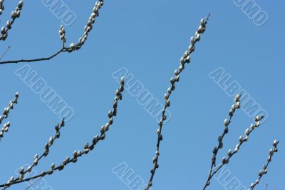 Pussy willow background