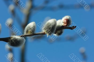 Pussy willow close-up