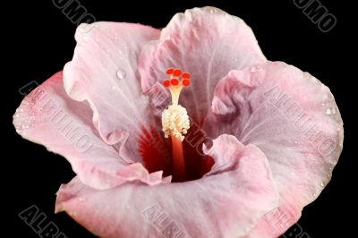 Pink Hibiscus 1