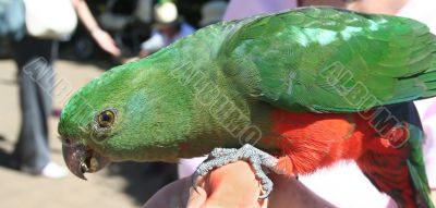 Parrot On Hand