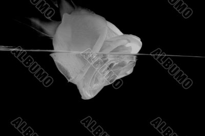 Rose and Water in