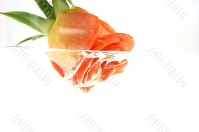 Rose and Water in