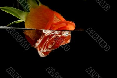 Rose and Water in