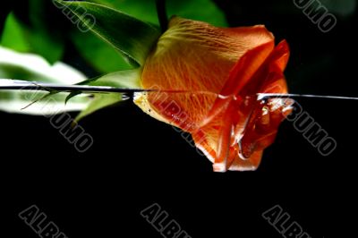 Rose and Water in