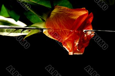 Rose and Water in