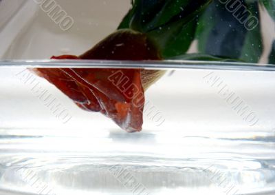 Rose and Water in