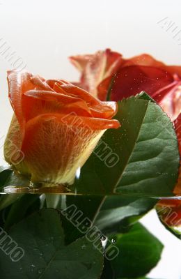 Rose and Water in
