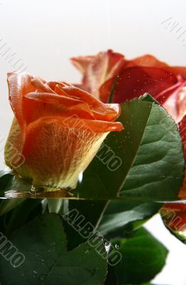 Rose and Water in