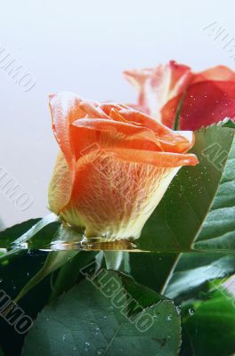 Rose and Water in