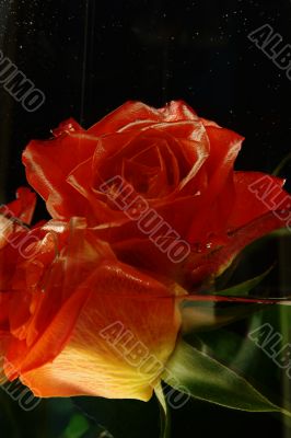 Rose and Water in