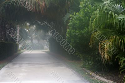 Misty Walkway