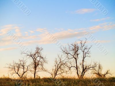 Group of dead trees