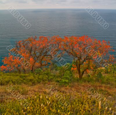 Alone red trees