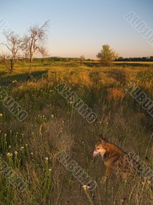 Dog on a meadow