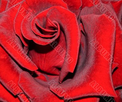 `Blacjk Magic` rose