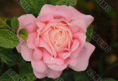 `Abraham Darby` rose in a dew
