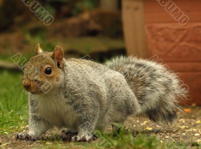Grey Squirrel